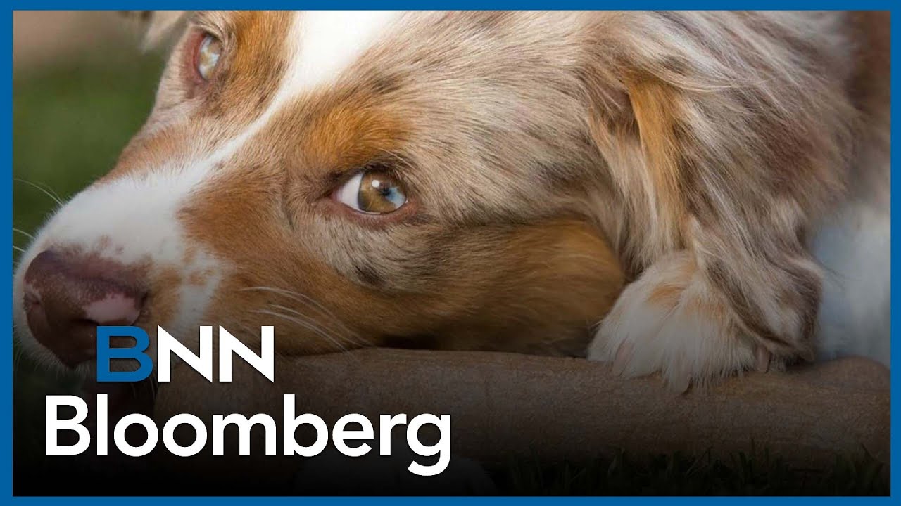 Pet industry has appealing characteristics: Landry