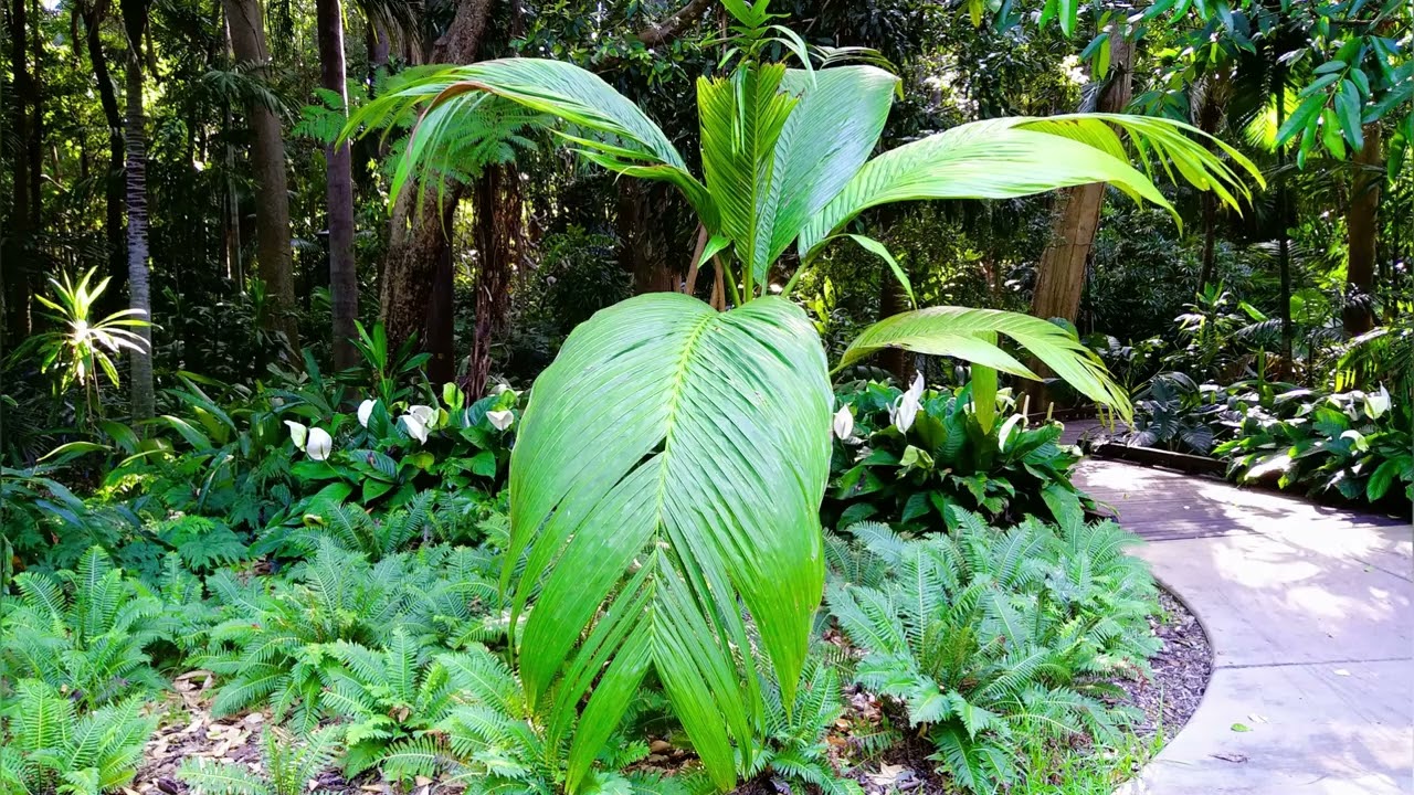 Australien 2022 . Botanischer Garten.  Brisbane (4)