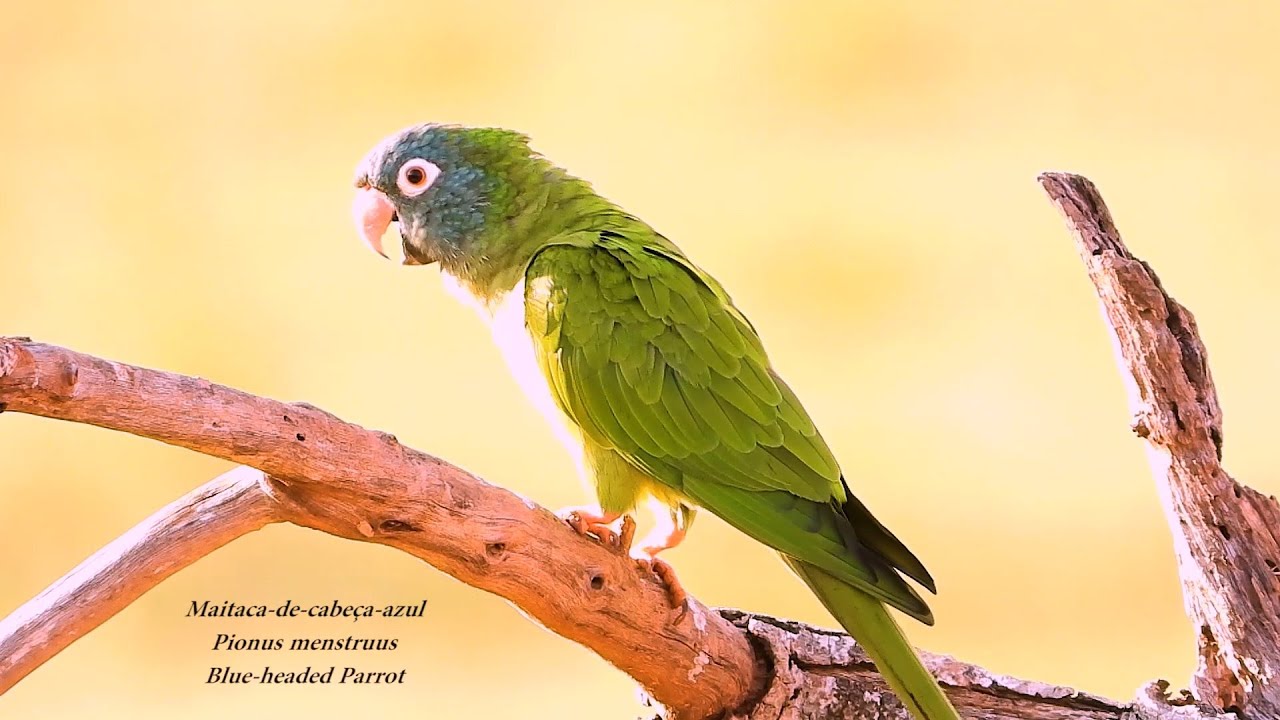 CANTO da ARATINGA DE TESTA AZUL (THECTOCERCUS ACUTICAUDATUS) BLUE CROWNED PARAKEET, PERIQUITÃO.