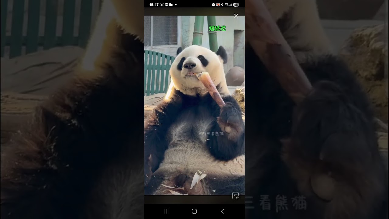 阿三看熊貓錄頻分享🐼 1月23號 小萌蘭吃播時間 下午3點加餐