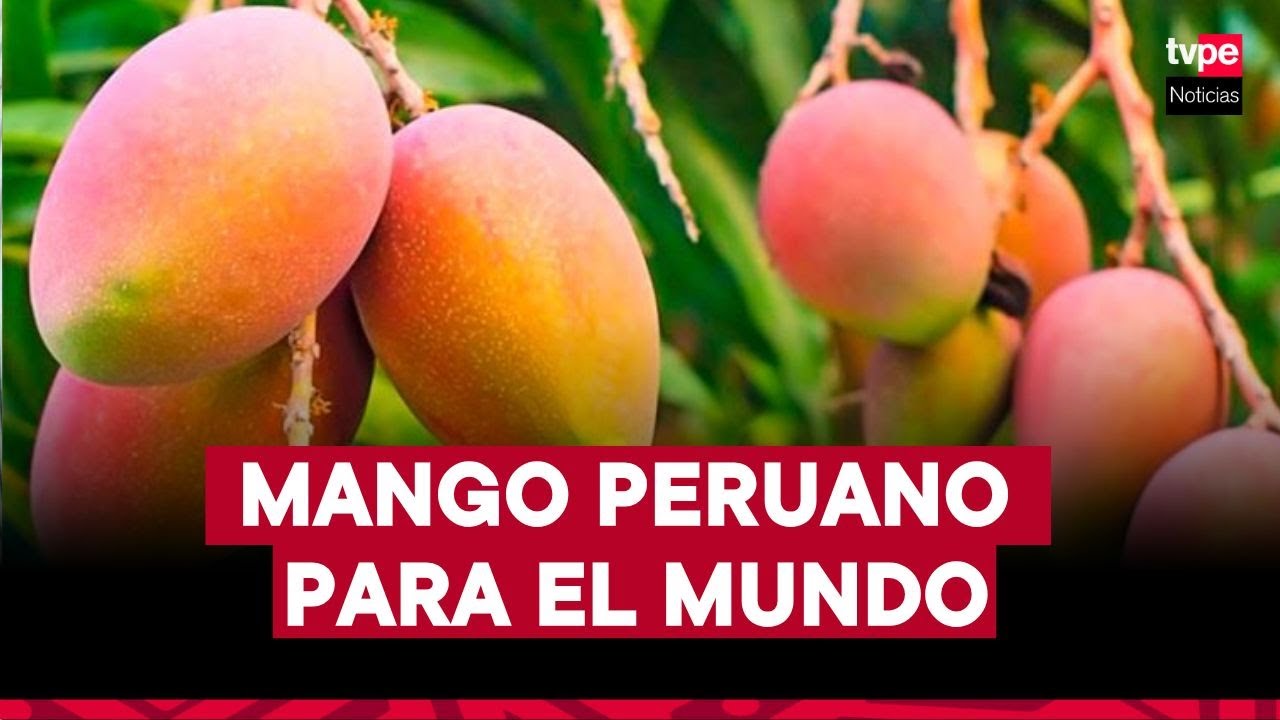 Mango peruano para el mundo | 