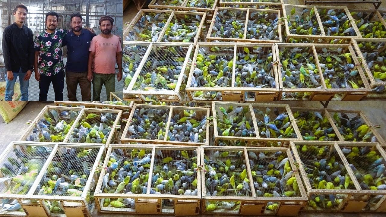 Meets Birds Exporter 9999+ Budgies Parrot Export Karachi to Dubai
