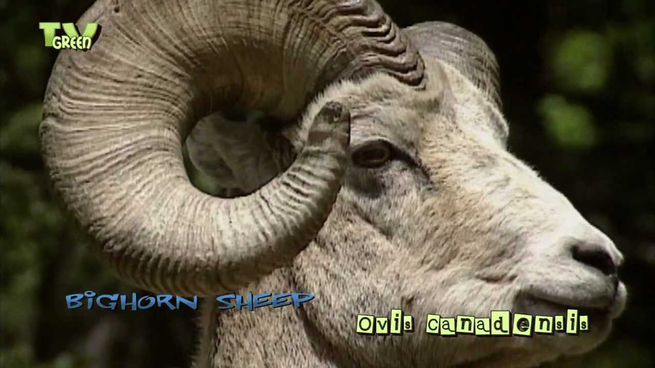 Bighorn sheep - Ovis Canadensis - dikhoornschaap #02