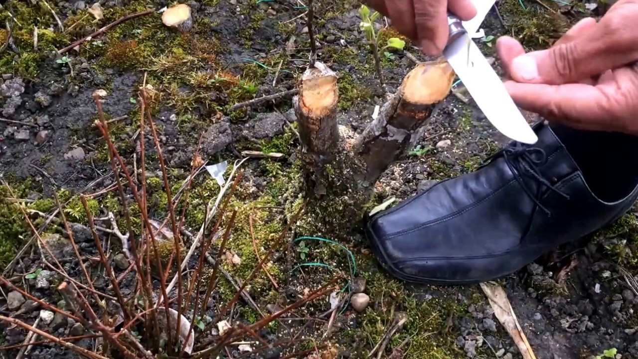 :214: Grafting Pear No 2 in Rain [URDU]  بارش میں ناشپاتی نمبر دو پر پیوند