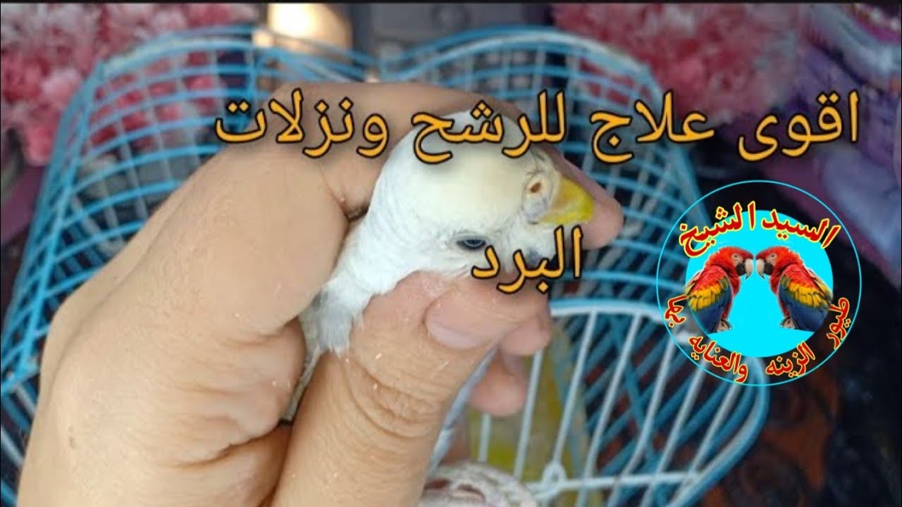 اقوى علاج للرشح ونزلات البرد للطيور يقضى على الأمراض التنفسية في اربع ايام