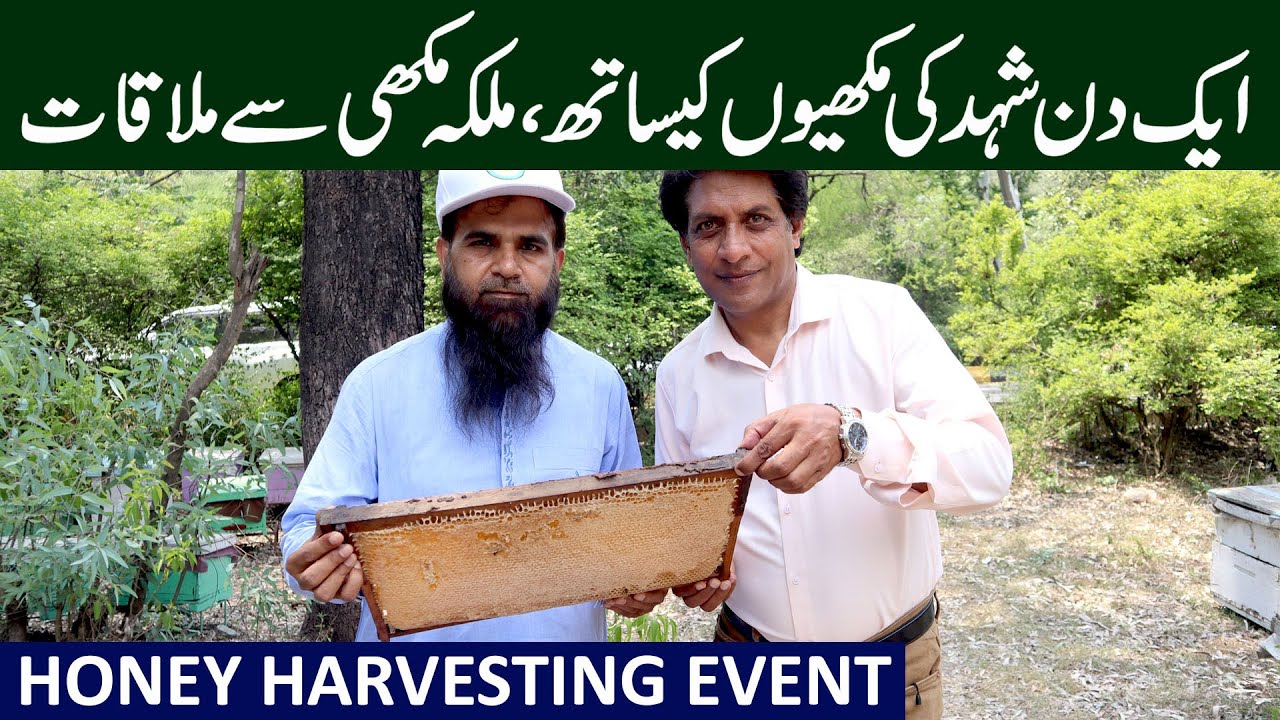 Honey Harvesting Event in Rawalpindi | Queen Bee, Drone and Worker Bee