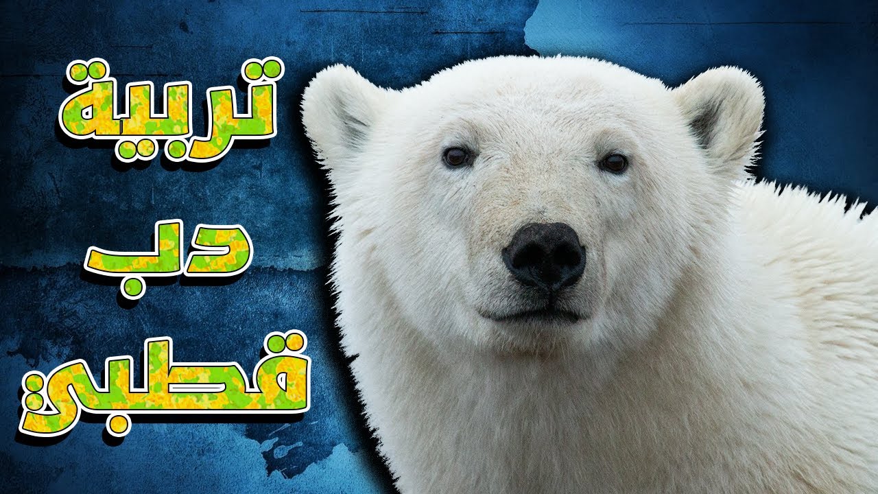 تربية دب قطبي