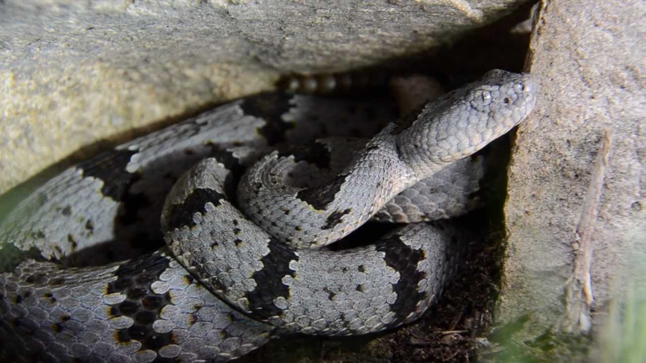 Banded Rock Rattlesnake