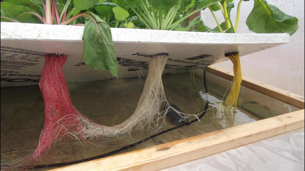 Off-Grid Hydroponics Experiment - The Kratky Method & Floating Raft Hydroponics