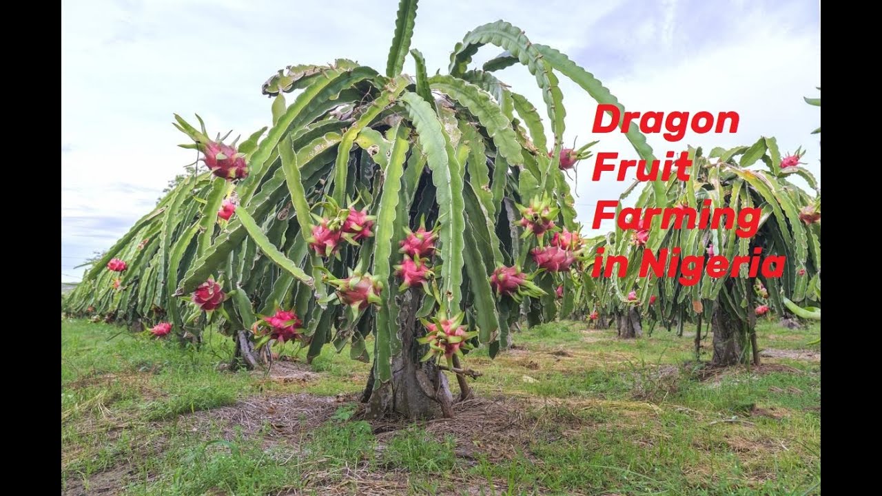Dragon Fruit Farming in Nigeria