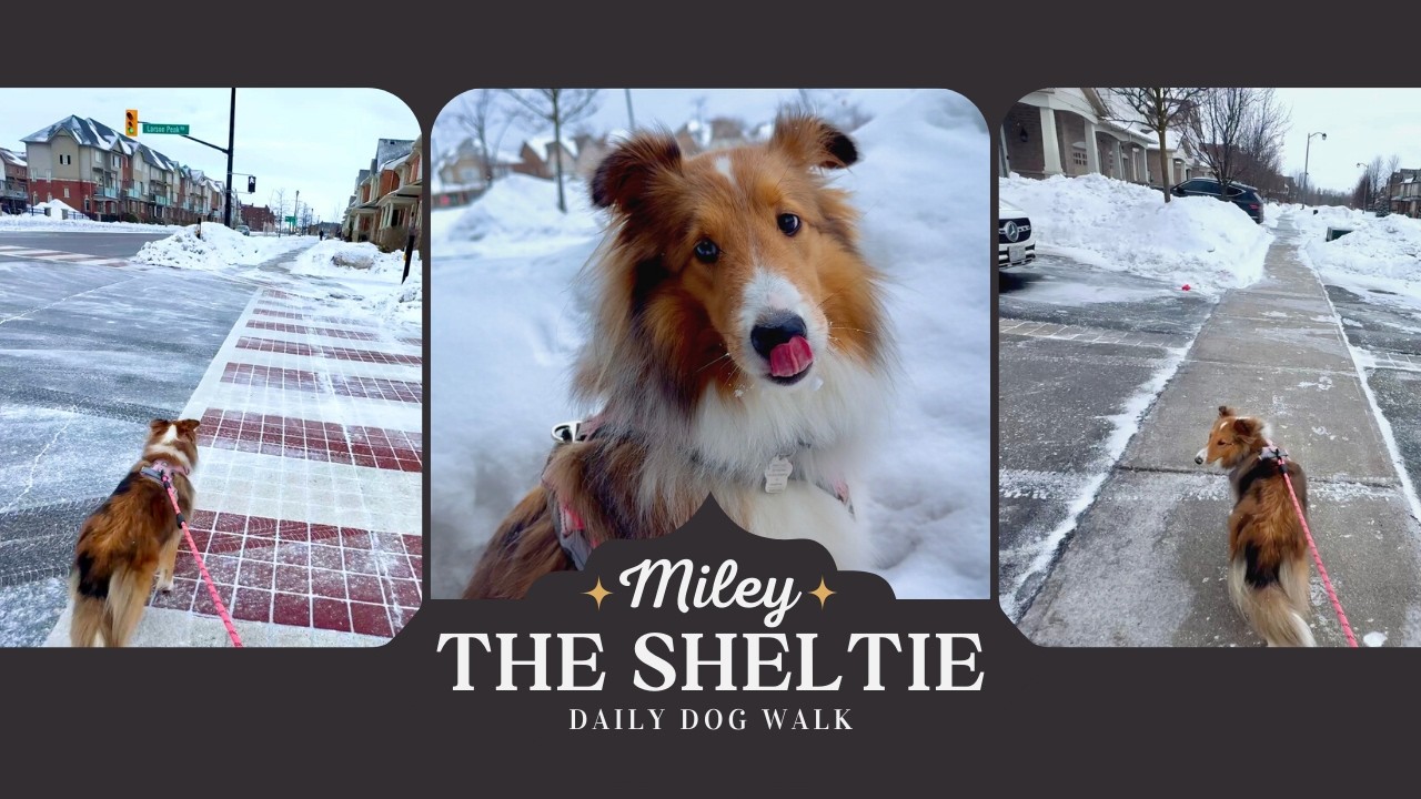 Relaxing Daily Dog Walk With Miley