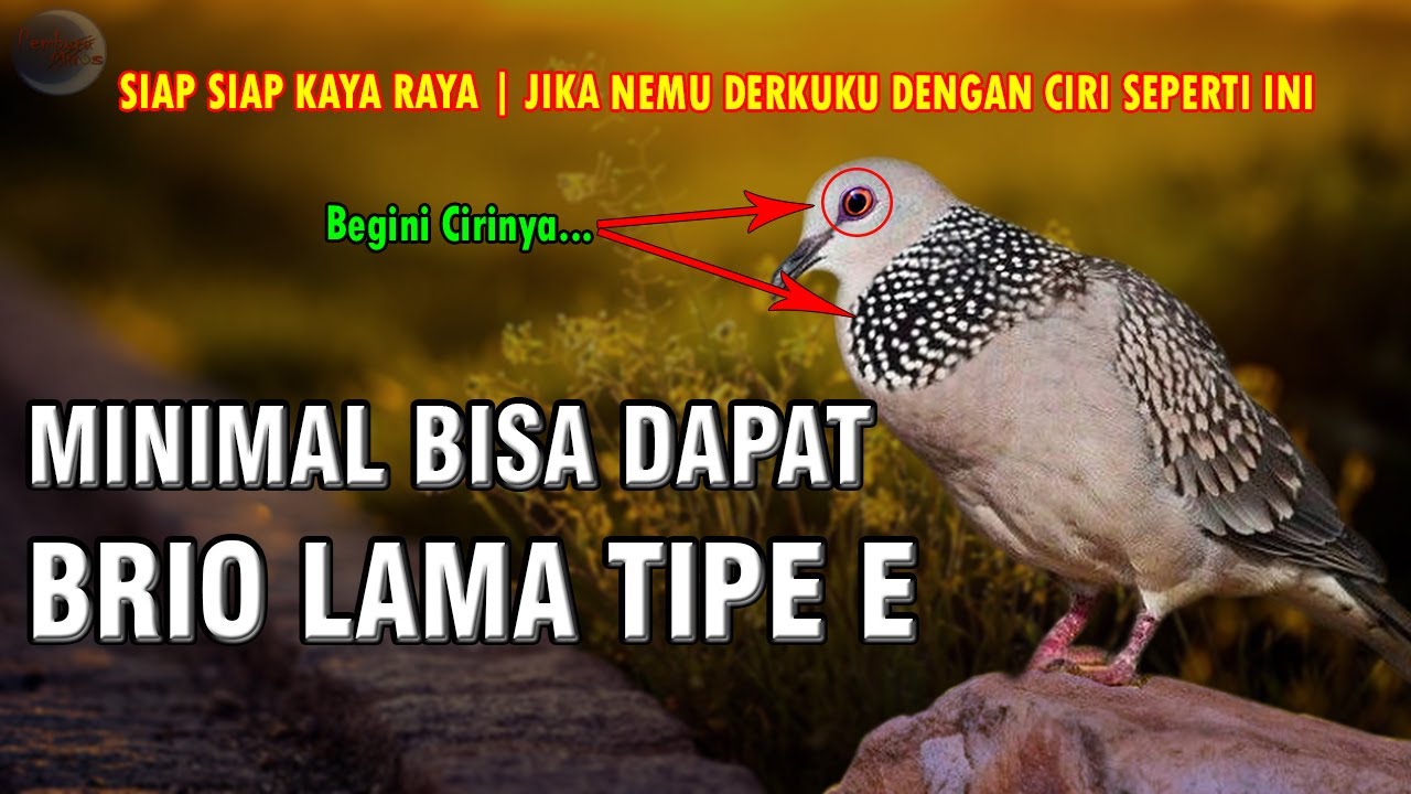 Siap-Siap Kaya Raya | CIRI TEKUKUR/DERKUKU YANG BIKIN KAYA RAYA | Sampai Ratusan Juta |