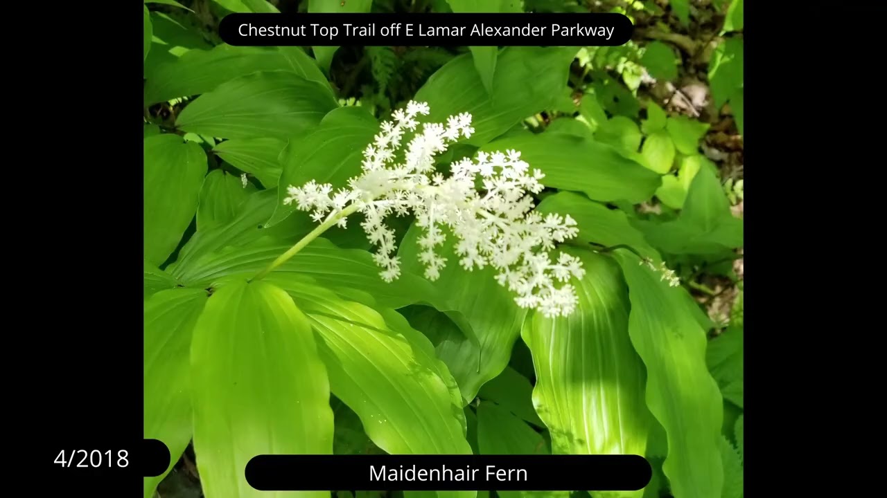 The Townsend Wye & Chestnut Top Trail in Summer