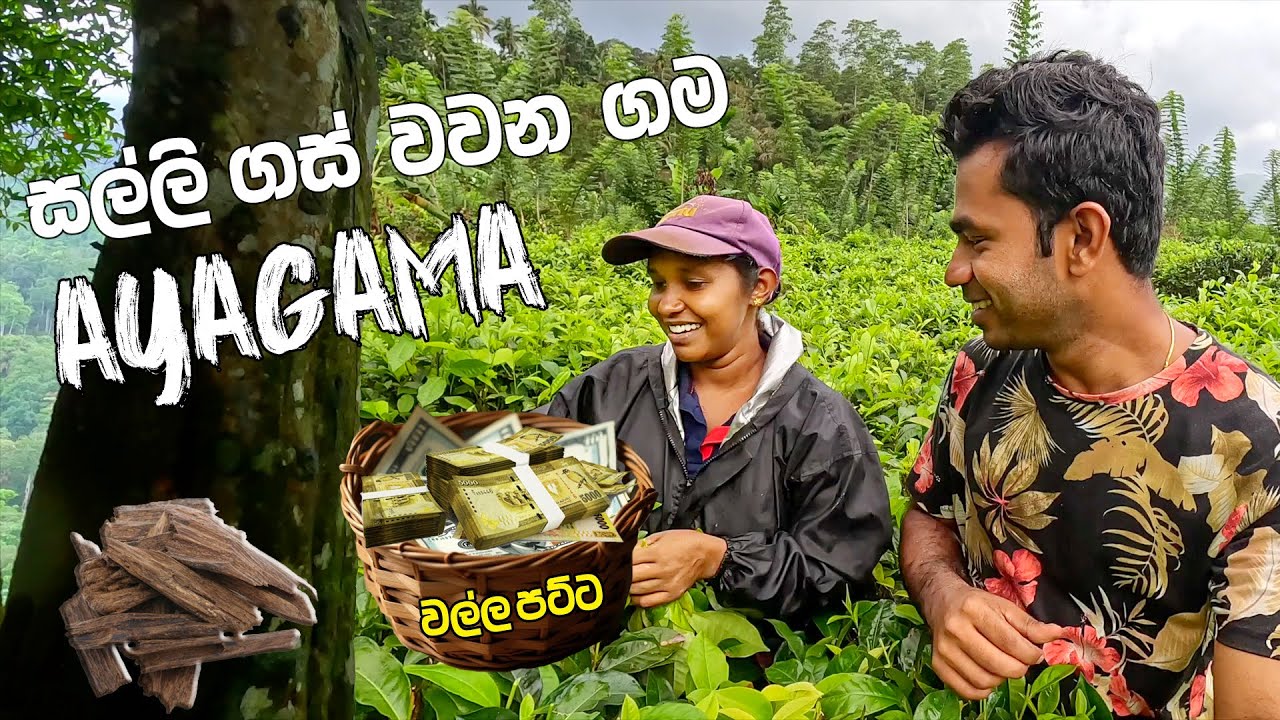 කෝටි ගණන් සල්ලි හොයන වල්ලපට්ට ගම මෙන්න | Exploring Ayagama Village 🇱🇰🌿