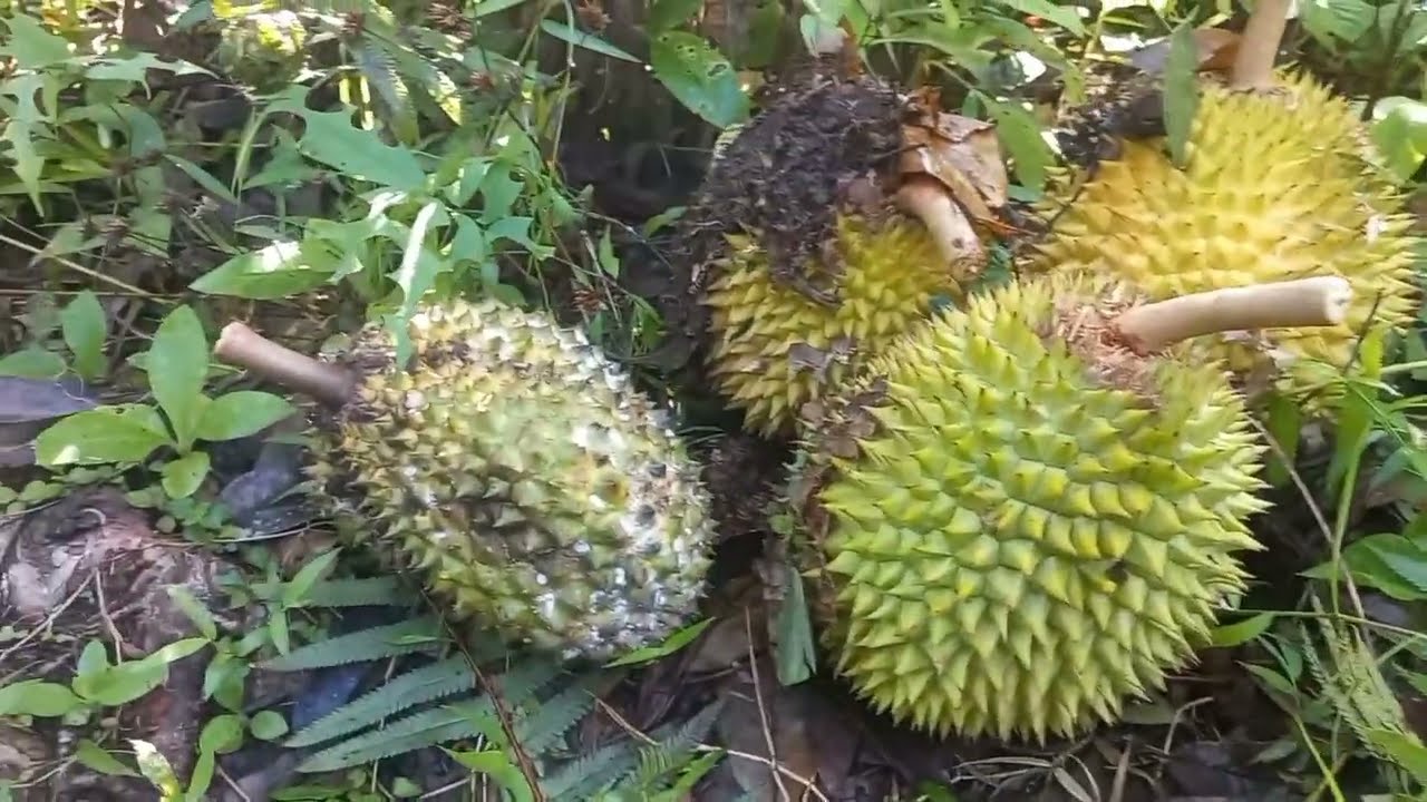 Dapat banyak durian dan walau panas tetap semngat pameri kebun.#16 @hatamhekal 