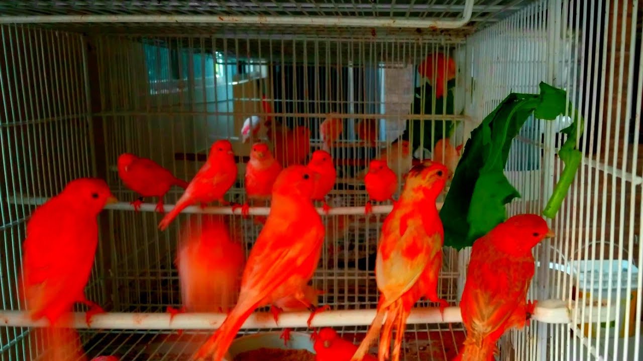 Pode Dar Couve e Ovo Cozido para Canários Vermelhos?🤔 DICA 002
