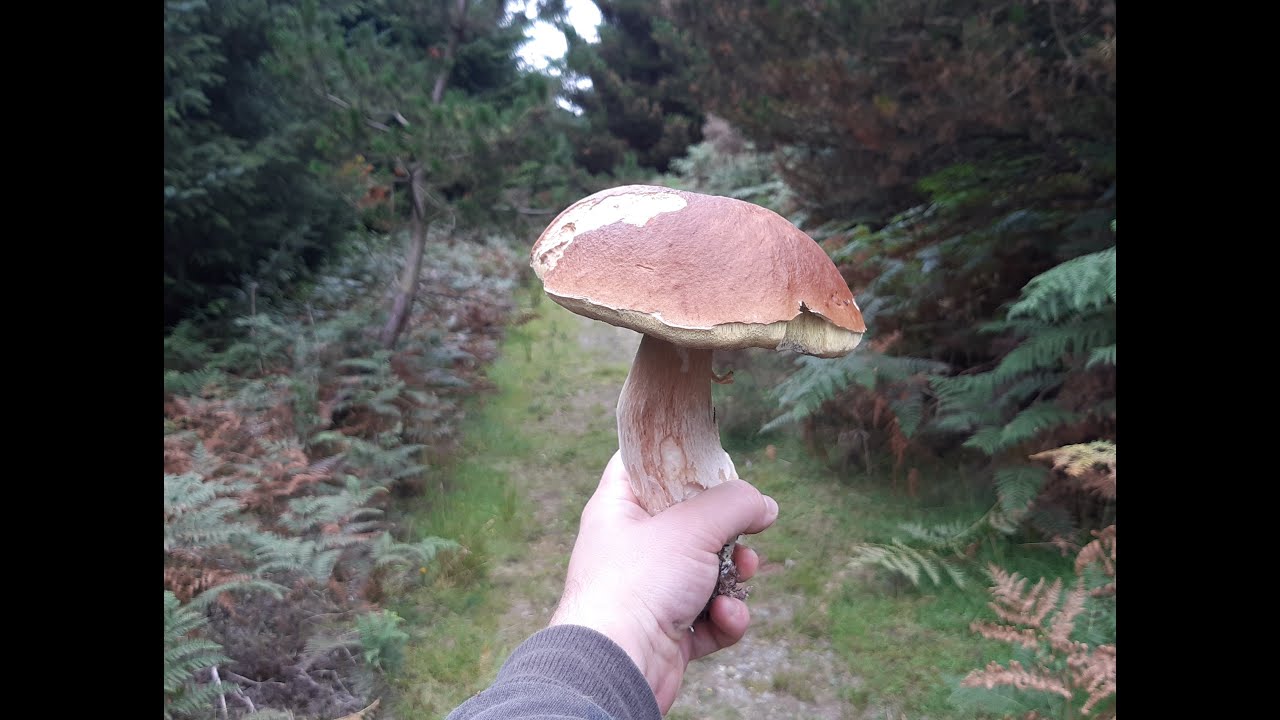 02.09.2021 Boletus Edulis (4K video)