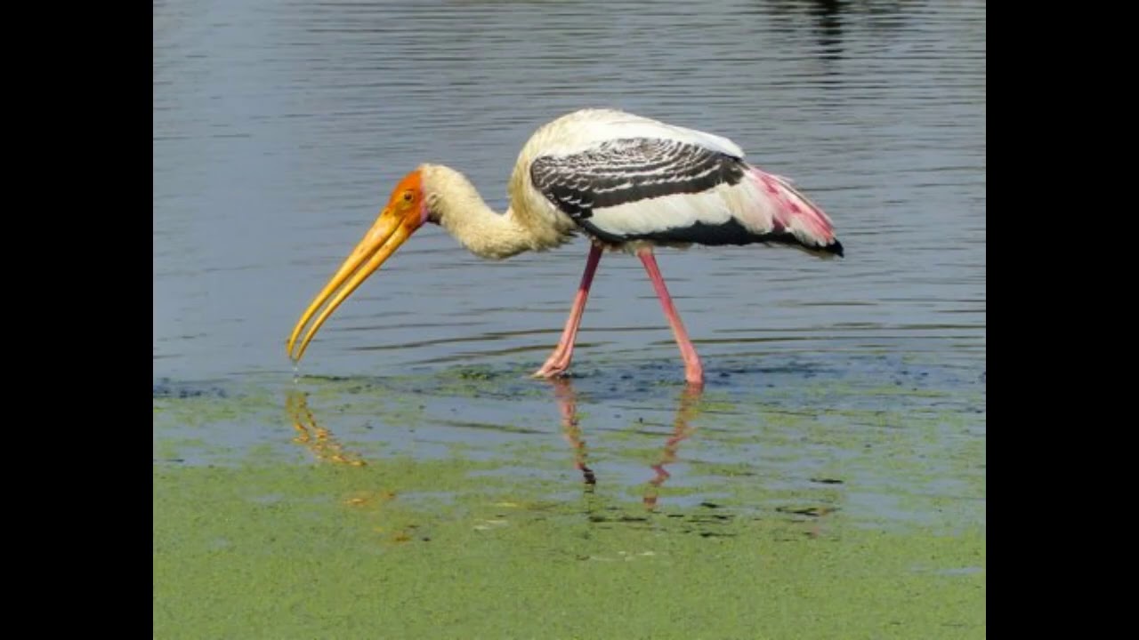 செங்கால் நாரை (Painted Stork in Tamil )