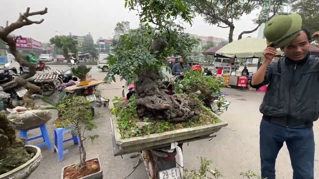 HƠN CHỤC TRIỆU - CÂY HỒNG MUỘI CỰC KHỦNG, GỐC DỊ RA CHỢ - TRUNG RÂU ĐÓI TIỀN BÁN RỒI