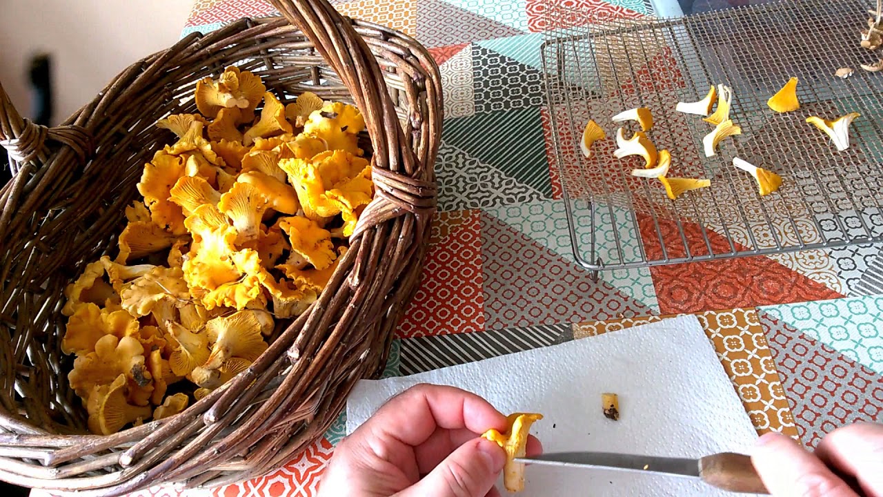 How To Prepare Mushrooms For Preservation By Drying