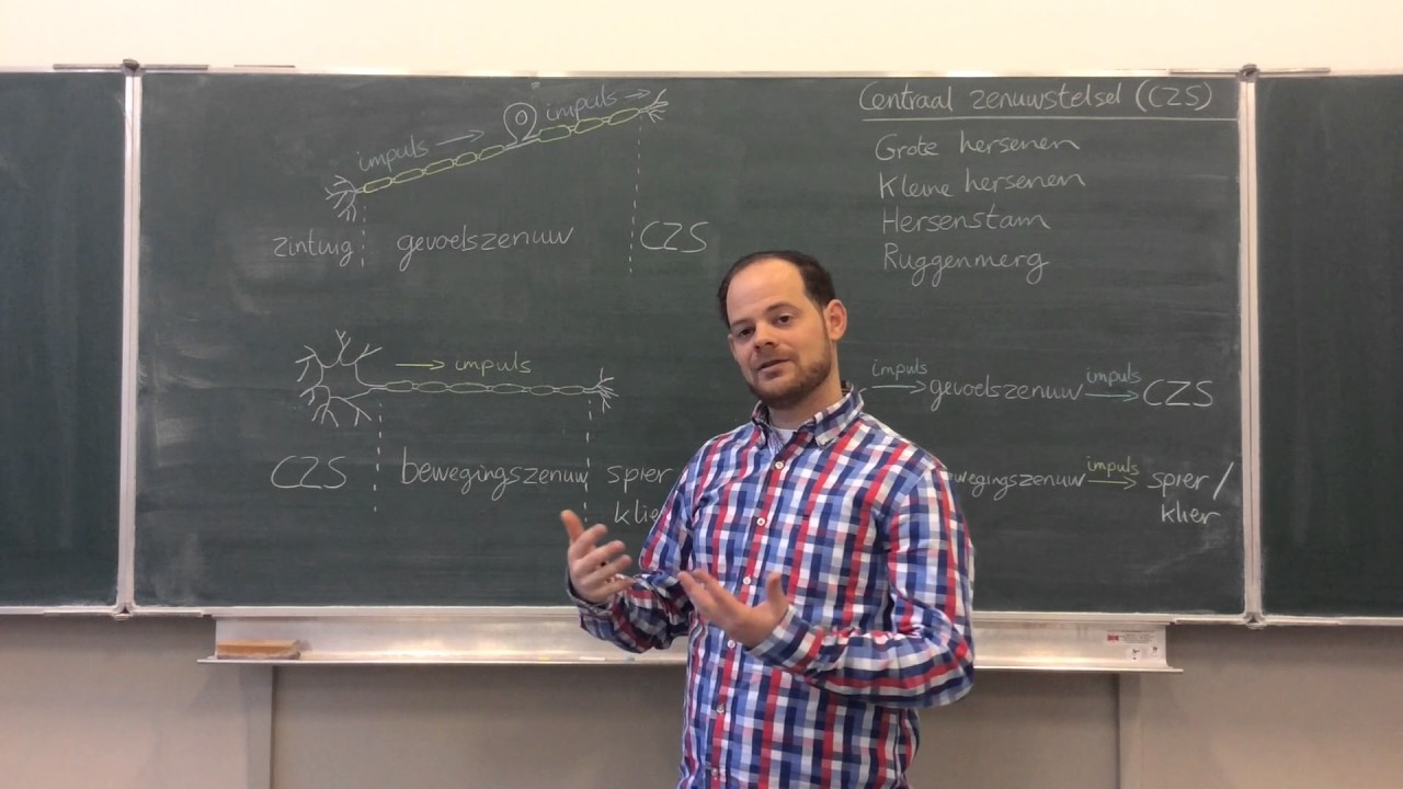 Biologie van Tim - Zenuwen en zenuwcellen