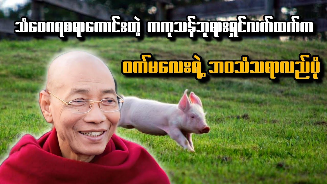 သံဝေဂရစရာကောင်းတဲ့ ကကုသန်ဘုရားရှင်လက်ထက်က ဝက်မလေးရဲ့ ဘဝသံသရာလည်ပုံအကြောင်း တရားတော်