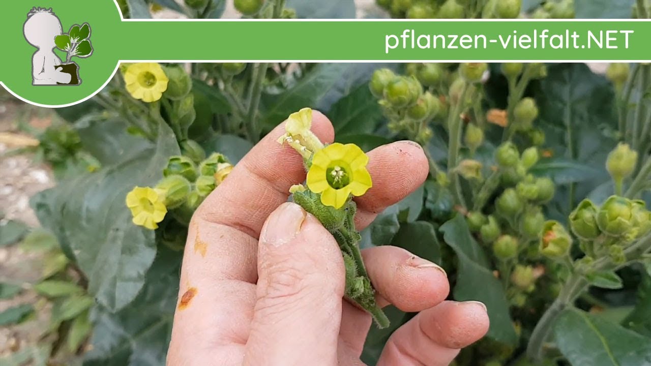 Bauern-Tabak - Ganze Pflanze (inkl. Samen) - 21.10.18 (Nicotiana rustica) - Wildpflanzen-Bestimmen