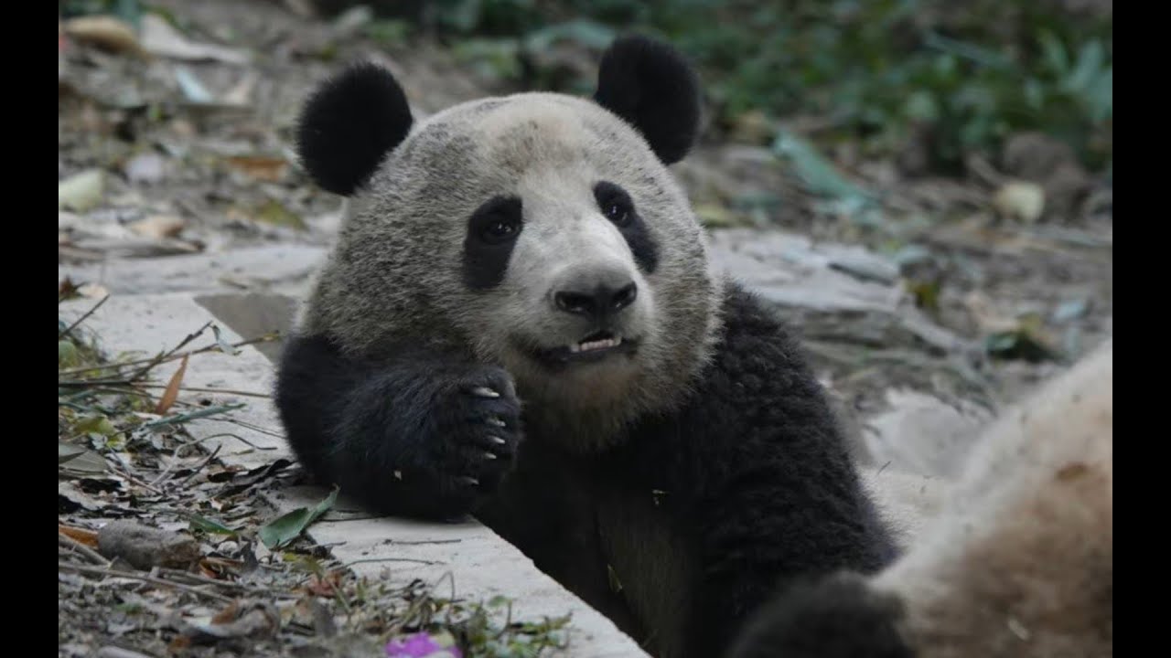她真的被她妈狠狠的嫌弃了