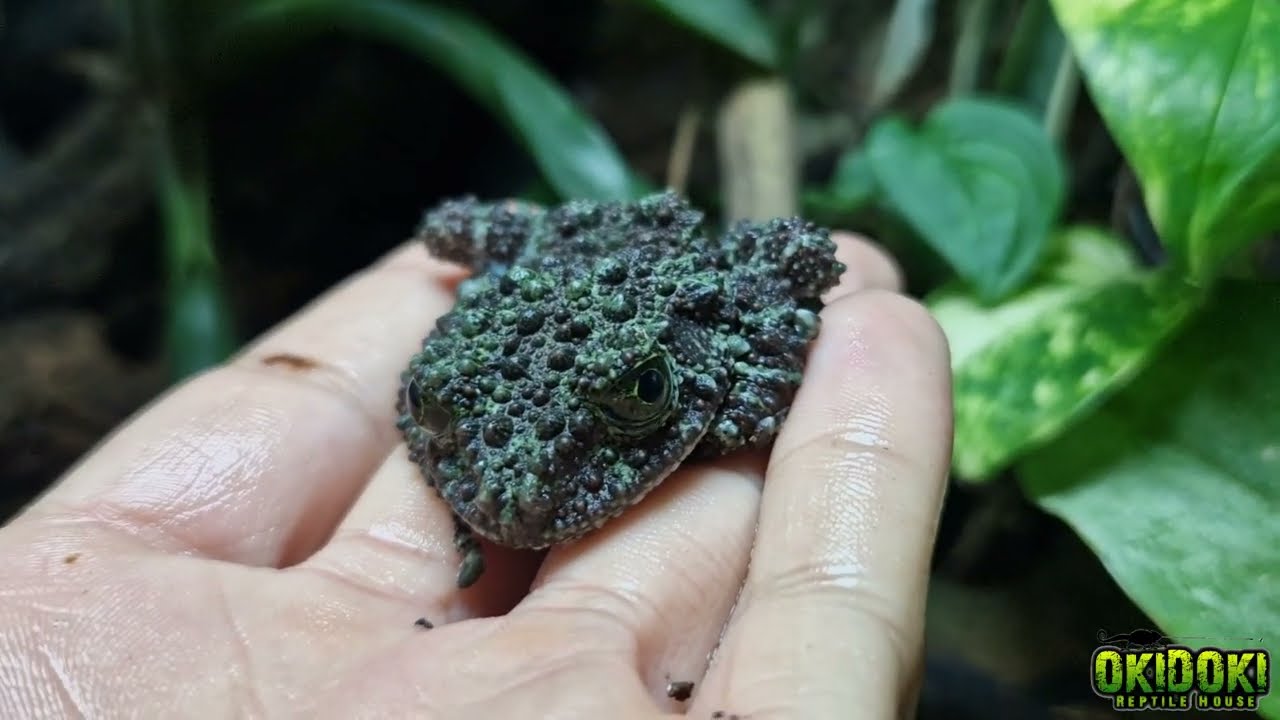 Ranas Musgo 👉🏼 Nuevo Terrario 🌱🌴