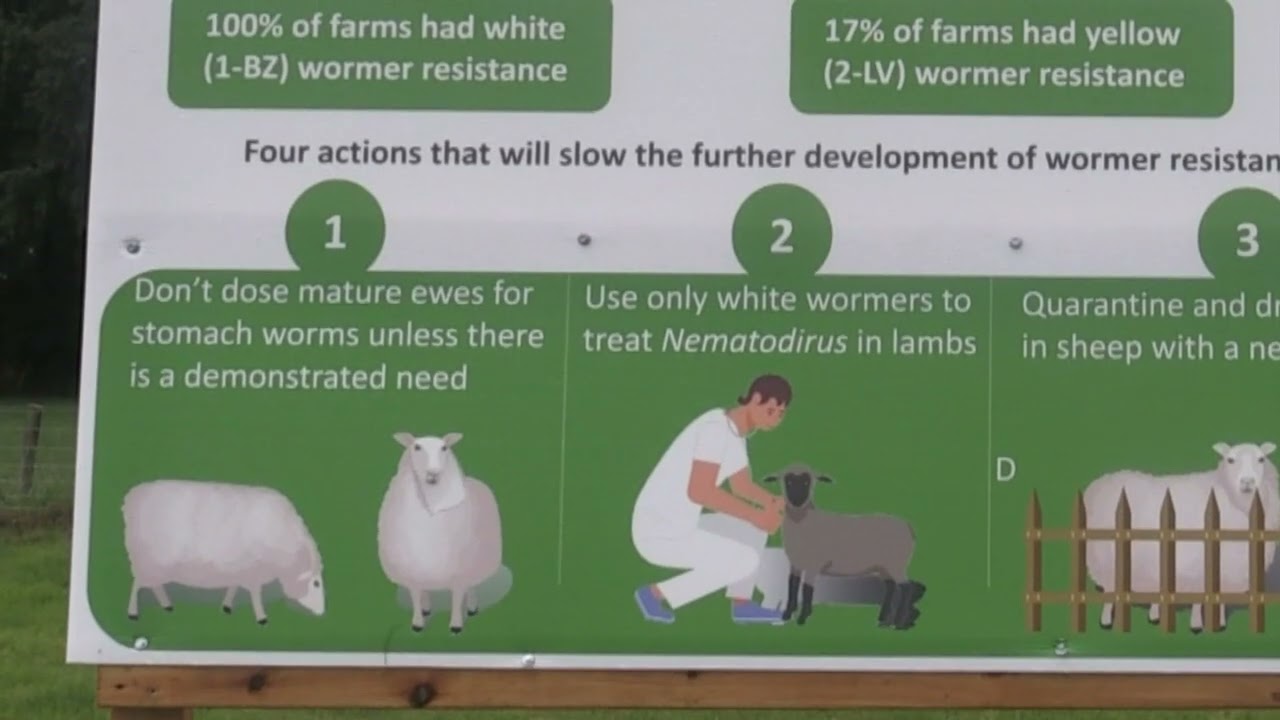 Combating Anthelmintic Resistance in Sheep with Michael Gottstein - Teagasc Sheep Open Day - Athenry