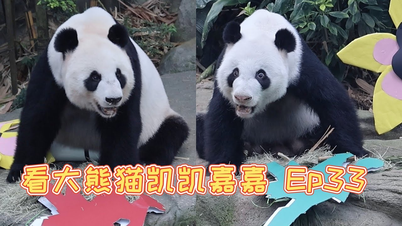 20250809 看大熊猫叻叻的爸爸妈妈凯凯和嘉嘉，祝宝贝新加坡国庆节快乐 Visit giant panda KaiKai & JiaJia 大熊猫宝宝叻叻探访记33 Visit LeLe Ep33