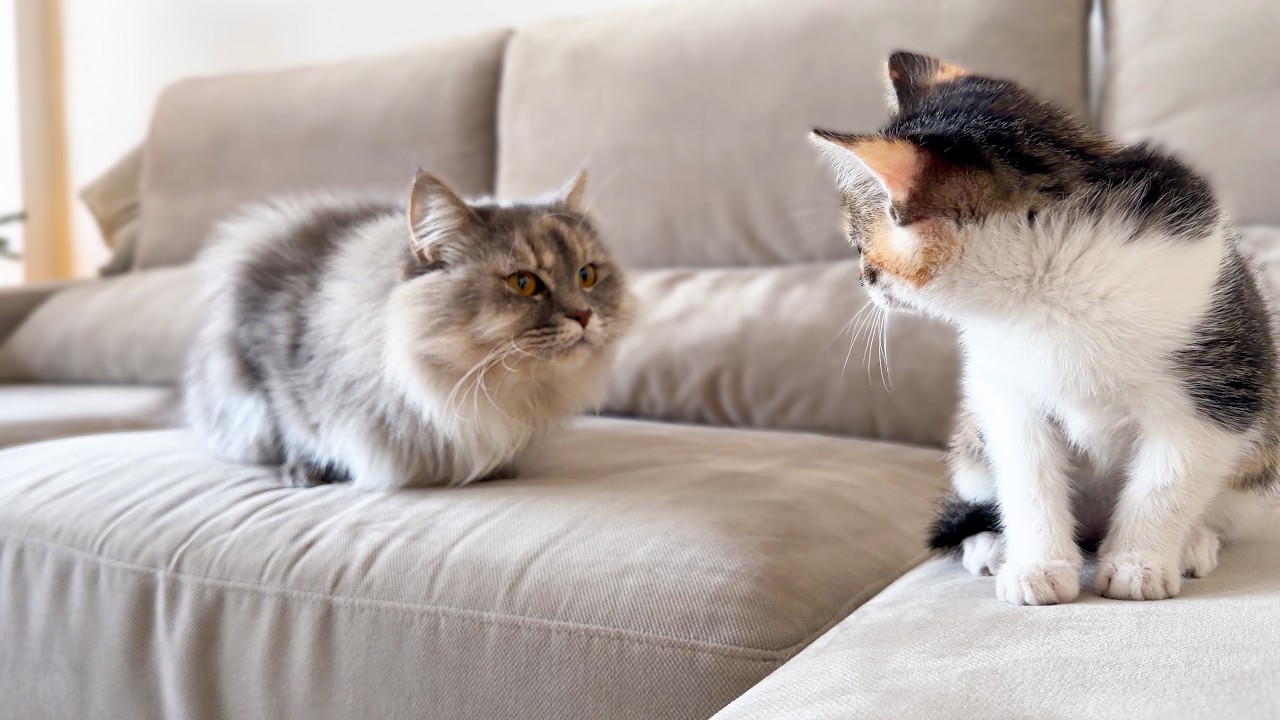 Cat Meets Kitten For The First Time!