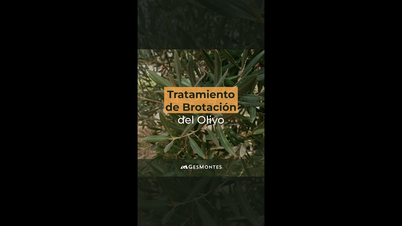 TRATAMIENTO DE BROTACIÓN DEL OLIVO