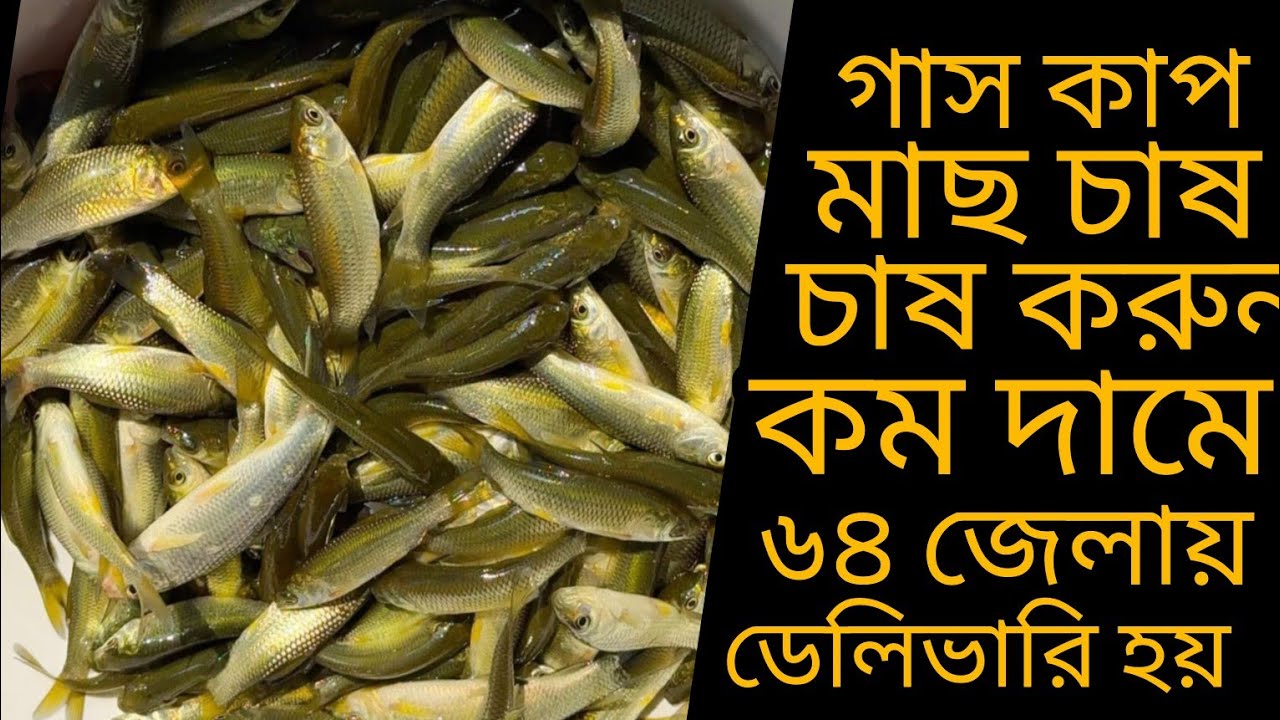 গাস কাপ মাছ চাষ করুন এবং  কিনুন ✆ মোবাইল 01771793800
