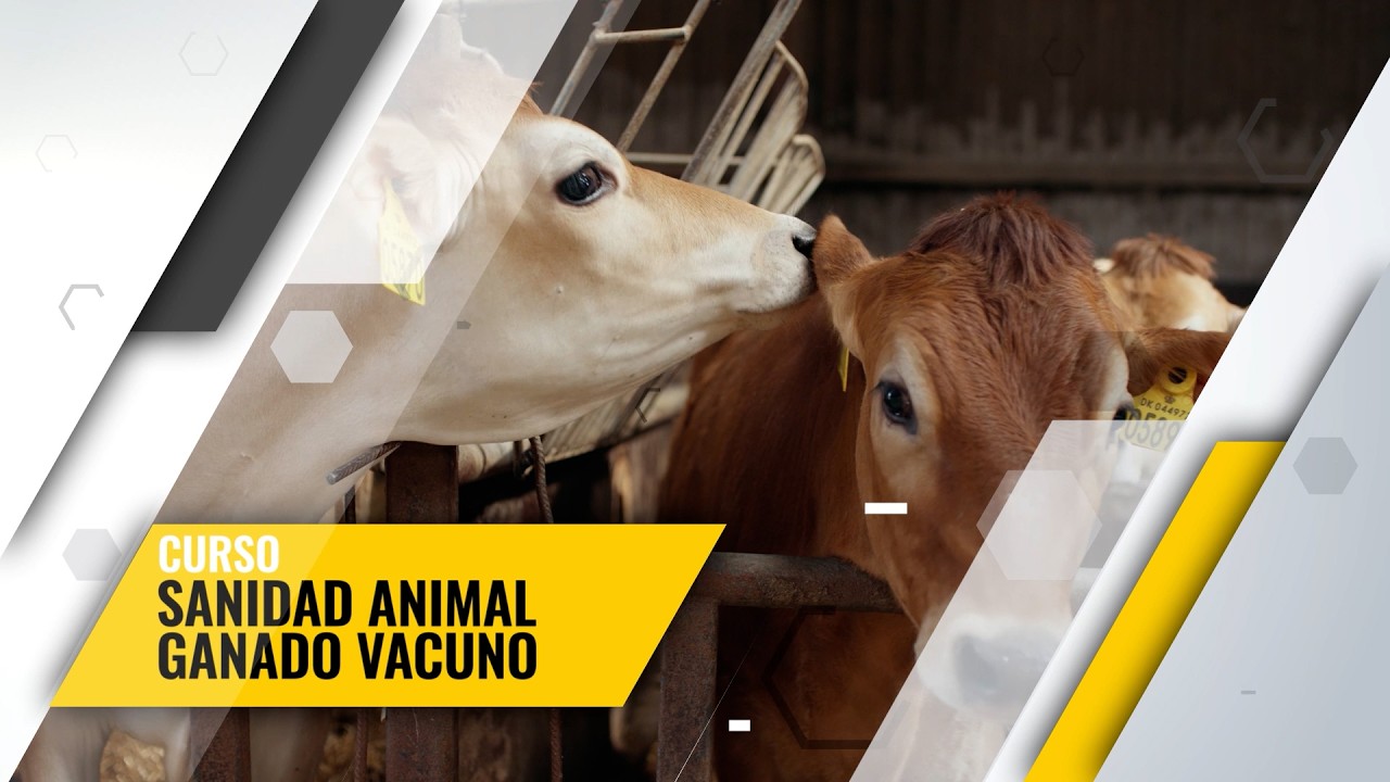 🐄💉SANIDAD ANIMAL DEL GANADO VACUNO🐄💉