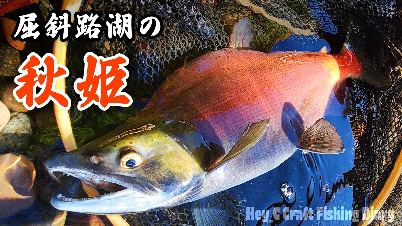 屈斜路湖の秋ヒメマスを釣る！