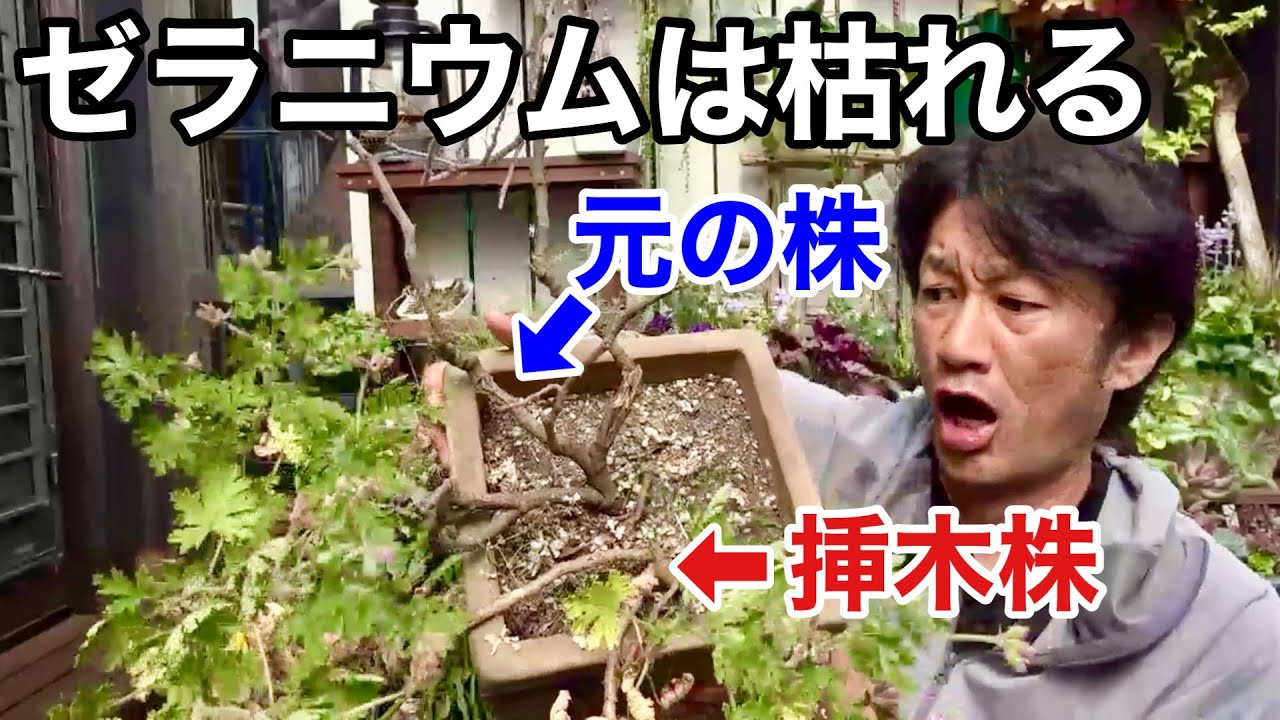 枯れそうなゼラニウムは挿木で更新できます　　【園芸超人カーメン君】