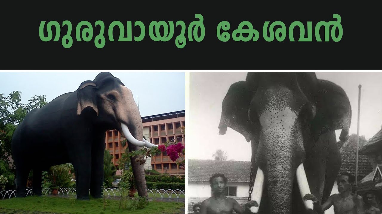 ഗുരുവായൂരിന്റെയും ആനപ്രേമികളുടേയും പ്രിയപ്പെട്ട ഗുരുവായൂർ കേശവന്റെ കഥ | Story Of Guruvayur Keshavan