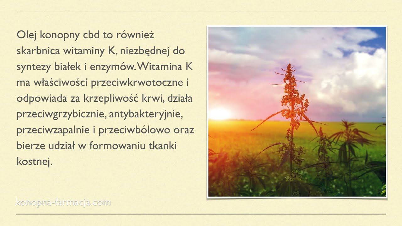 Co to CBD (kannabidiol),