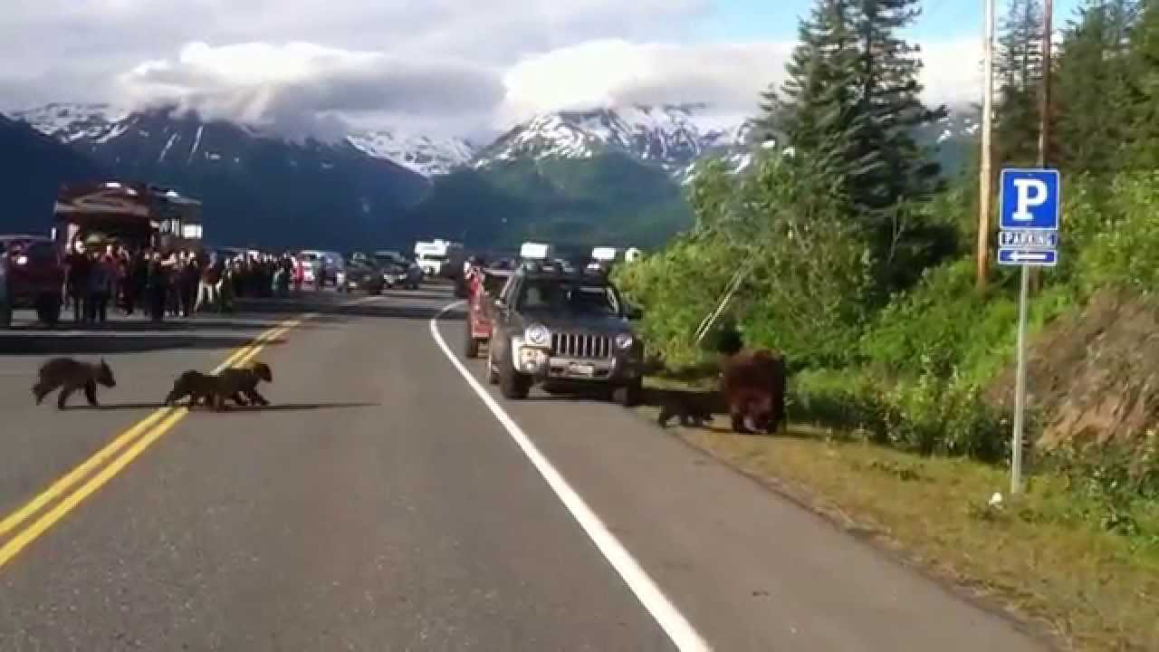 Mama bear and four grizzly cubs Valdez, AK