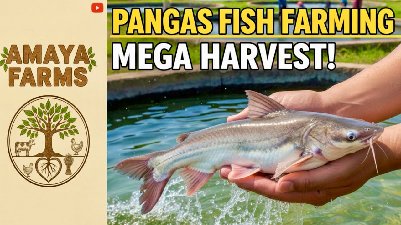 Pangas Fish Seeds stocking || पंगास मछली के बच्चे को तालाब में कैसे छोड़ || 🐟🐠🐟🐠