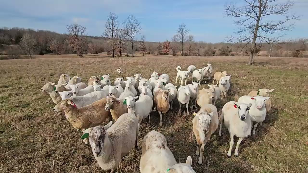 Приручение моей бордер-колли к моей сторожевой собаке...