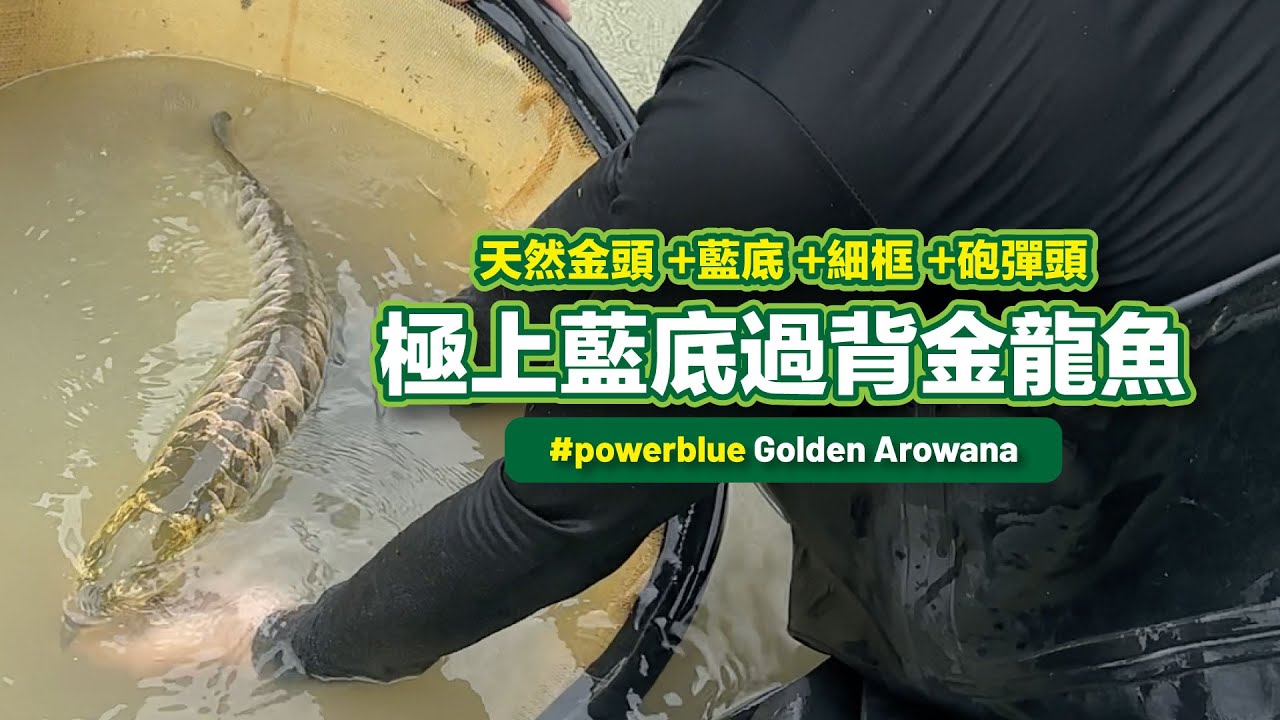 擁有一尾「金頭×砲彈頭×極上藍底」過背金龍，代表什麼？【CityVege城市農夫】