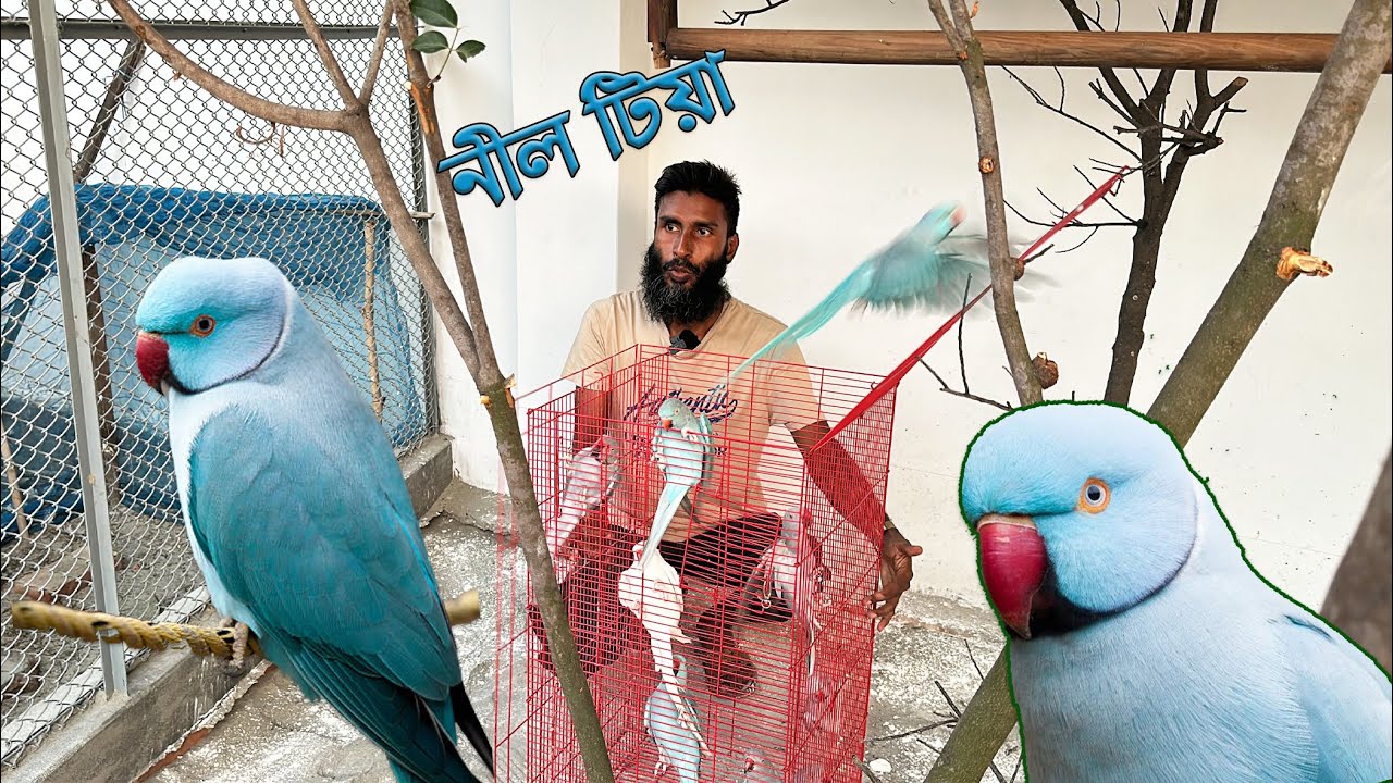 নীল টিয়া পাখি গুলোকেও আলাদা কলোনীতে ছাড়লাম