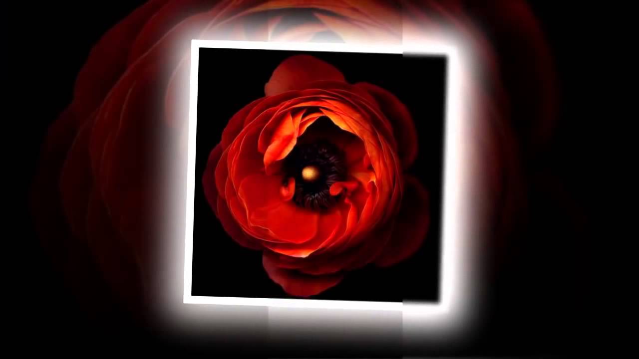 Любимые армянские песни!!!