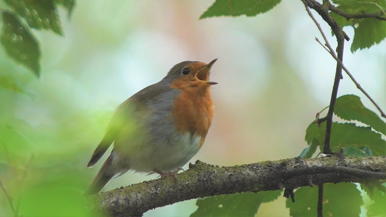 25 Algemene tuinvogels soorten - Common garden birds