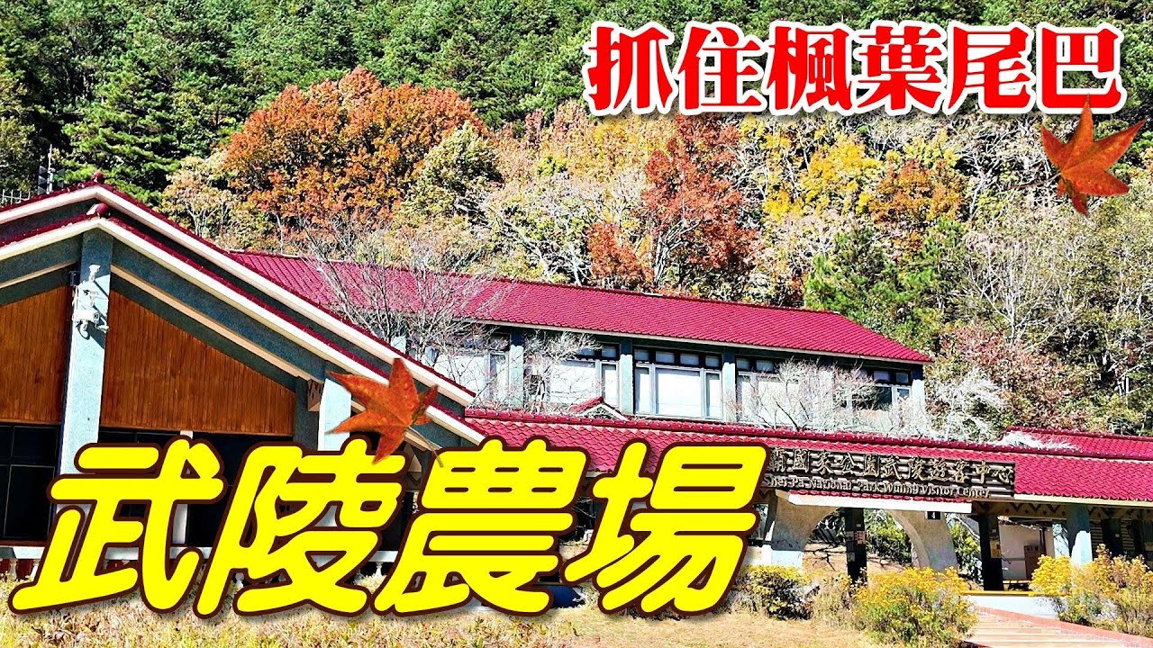 20251216 深秋暖陽滿山紅，文青老屋午茶濃|武陵農場|台7甲|露露咖啡