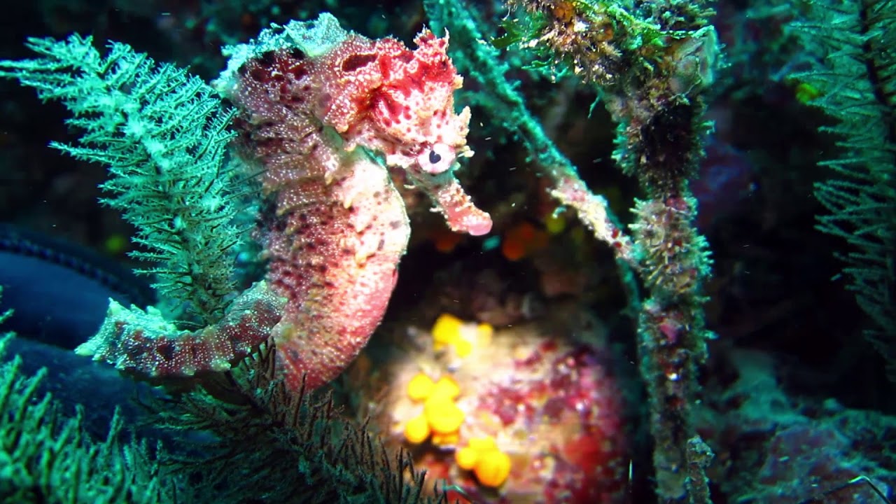 Diving Cabo Verde
