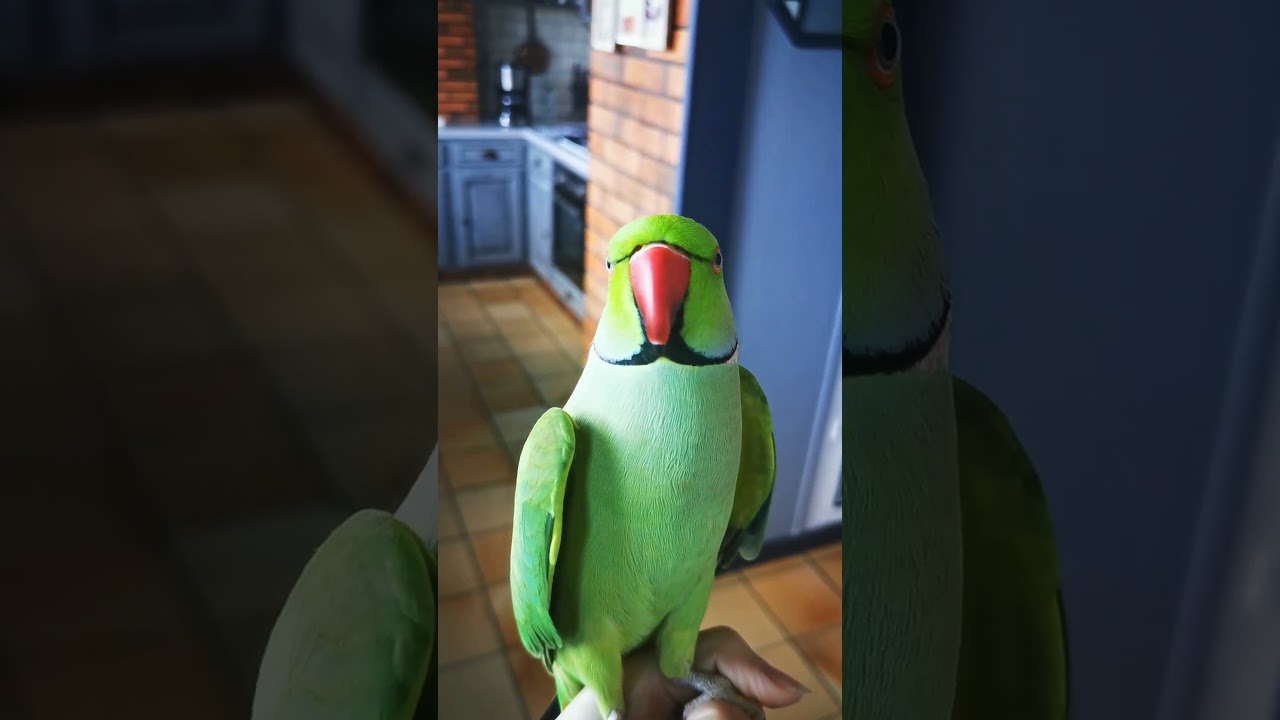 Kiwii PERRUCHE &Agrave; COLLIER QUI PARLE 🥰