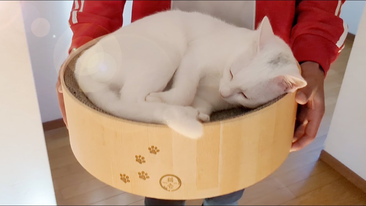 ちょっと大人になった、元迷い猫。